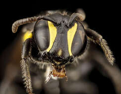 Image of Hylaeus nubilosus (Smith 1853)