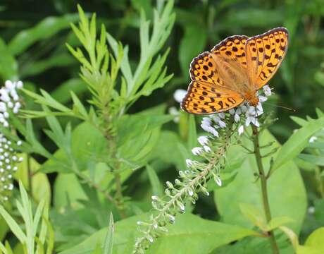 Image of gooseneck yellow loosestrife