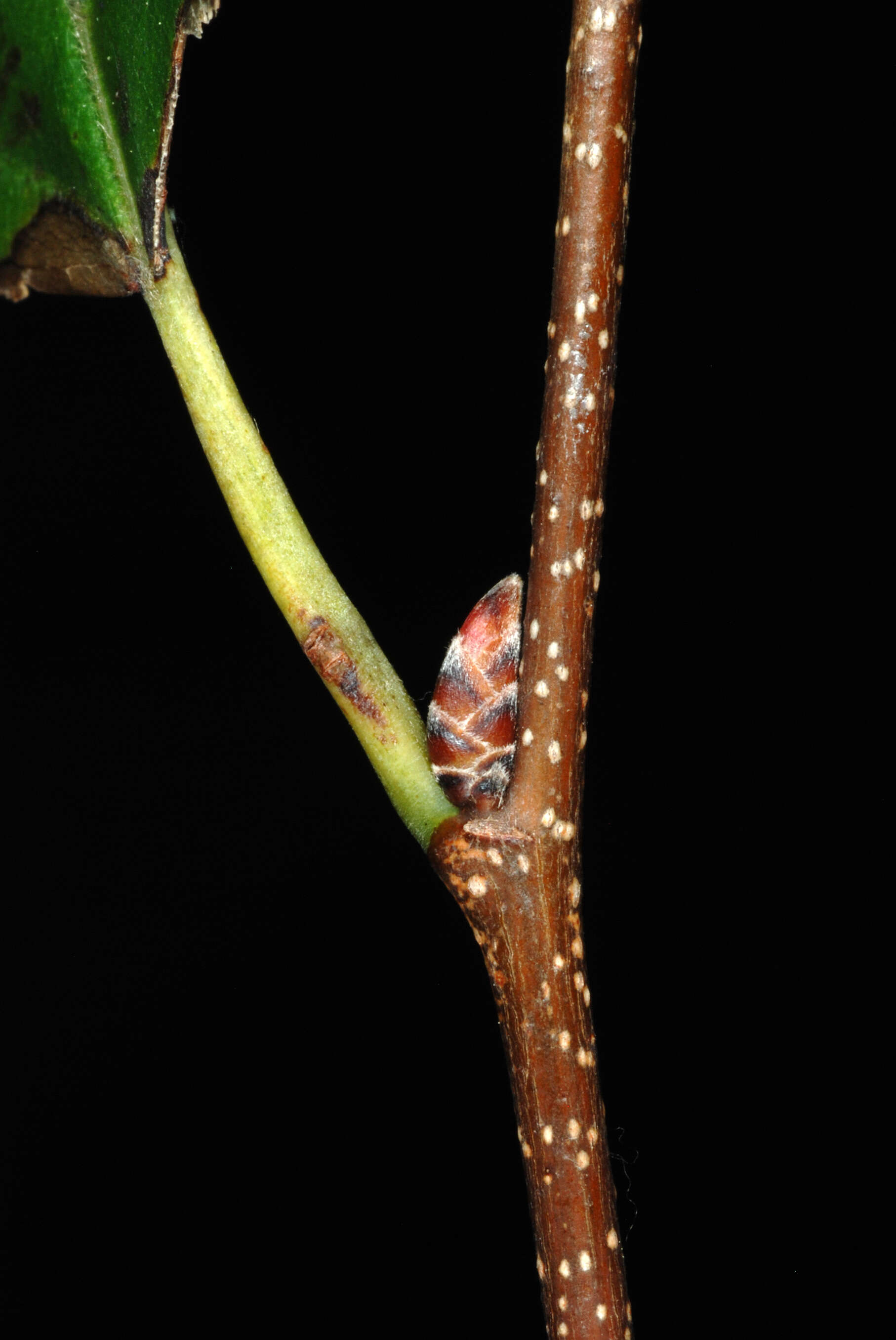 Image of American hornbeam