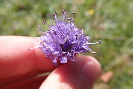 Image of Devil’s Bit Scabious