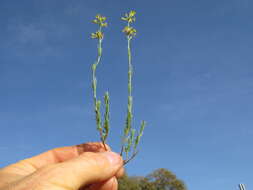 Image of Pimelea curviflora R. Br.