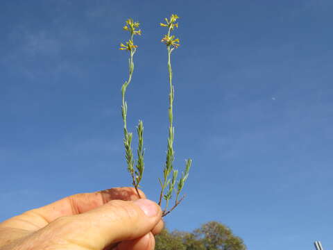 Image of Pimelea curviflora R. Br.