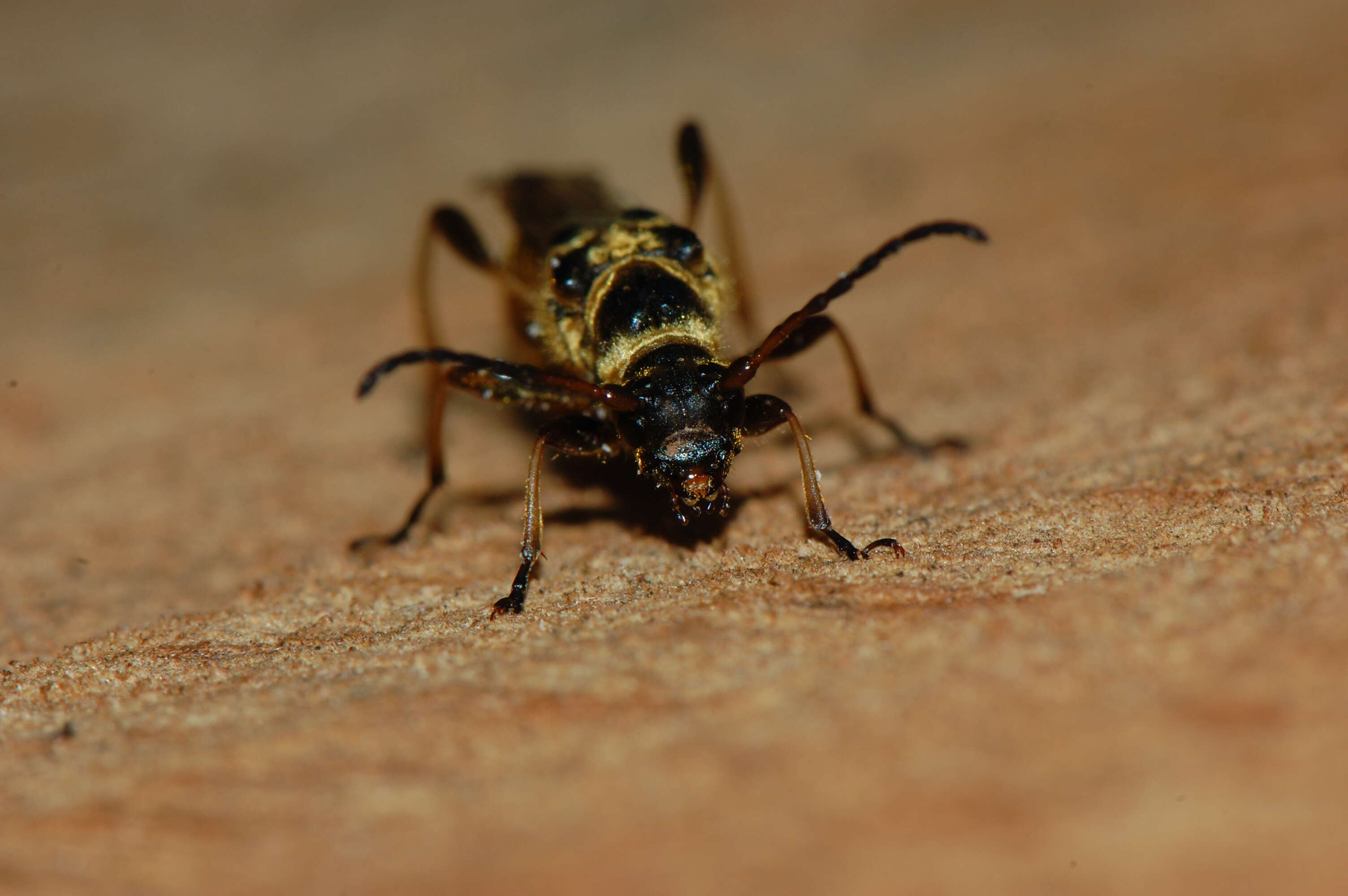 Plancia ëd Necydalis cavipennis Le Conte 1873