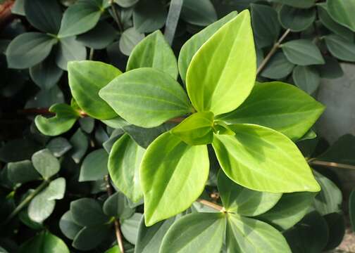 Image of peperomia