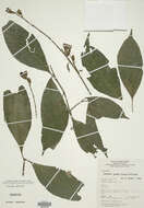 Image of Whitfieldia preussii C. B. Cl.
