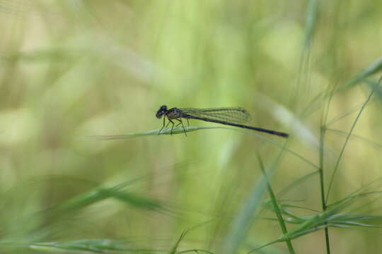 Imagem de Coenagrion pulchellum (Vander Linden 1825)