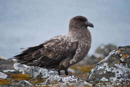 Image of Brown Skua