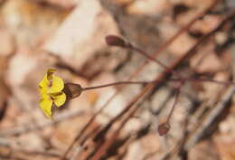 Image of Goodenia mystrophylla