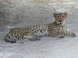 Image of Sudan cheetah