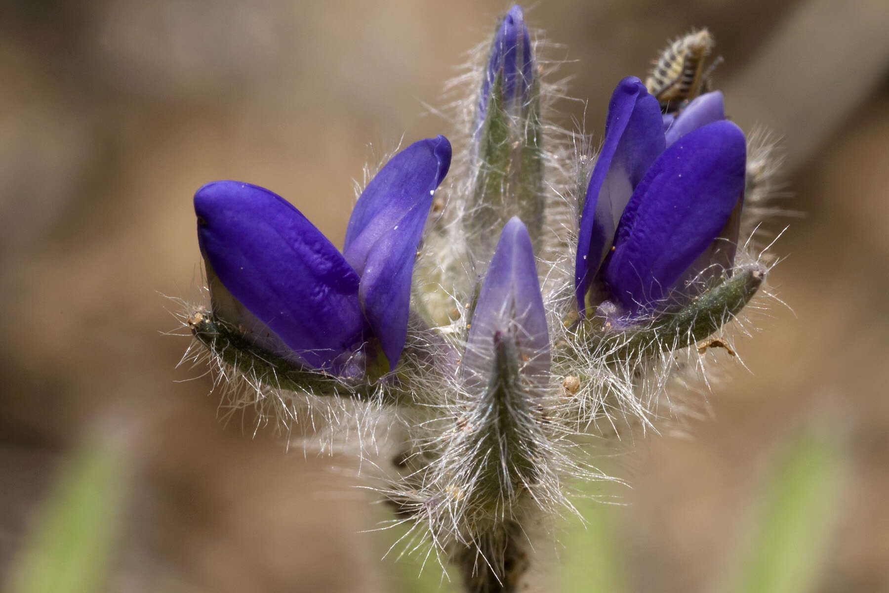 Imagem de Lupinus brevicaulis S. Watson