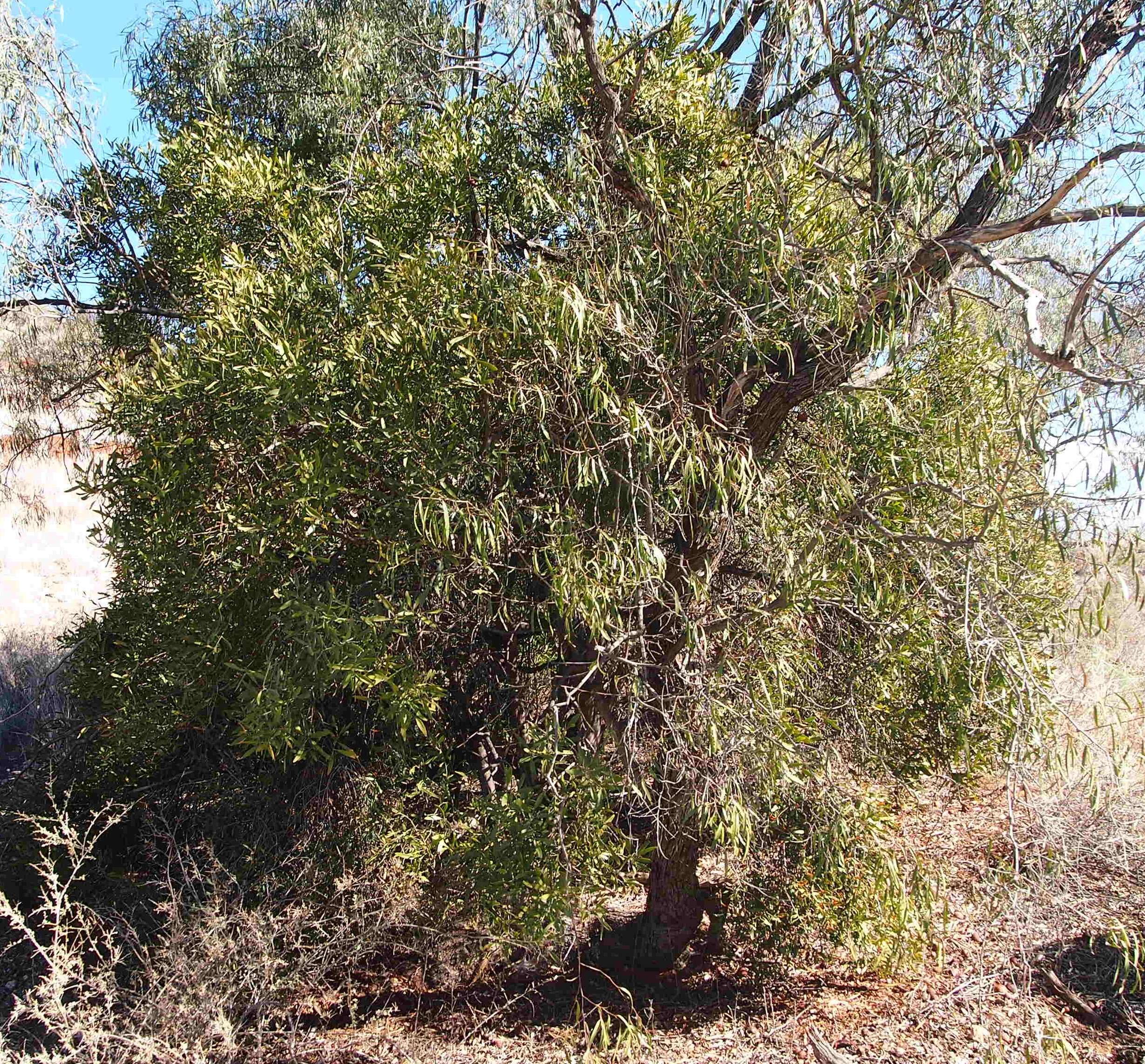 Image of Capparis loranthifolia Lindl.