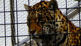 Image of Panthera onca arizonensis (Goldman 1932)