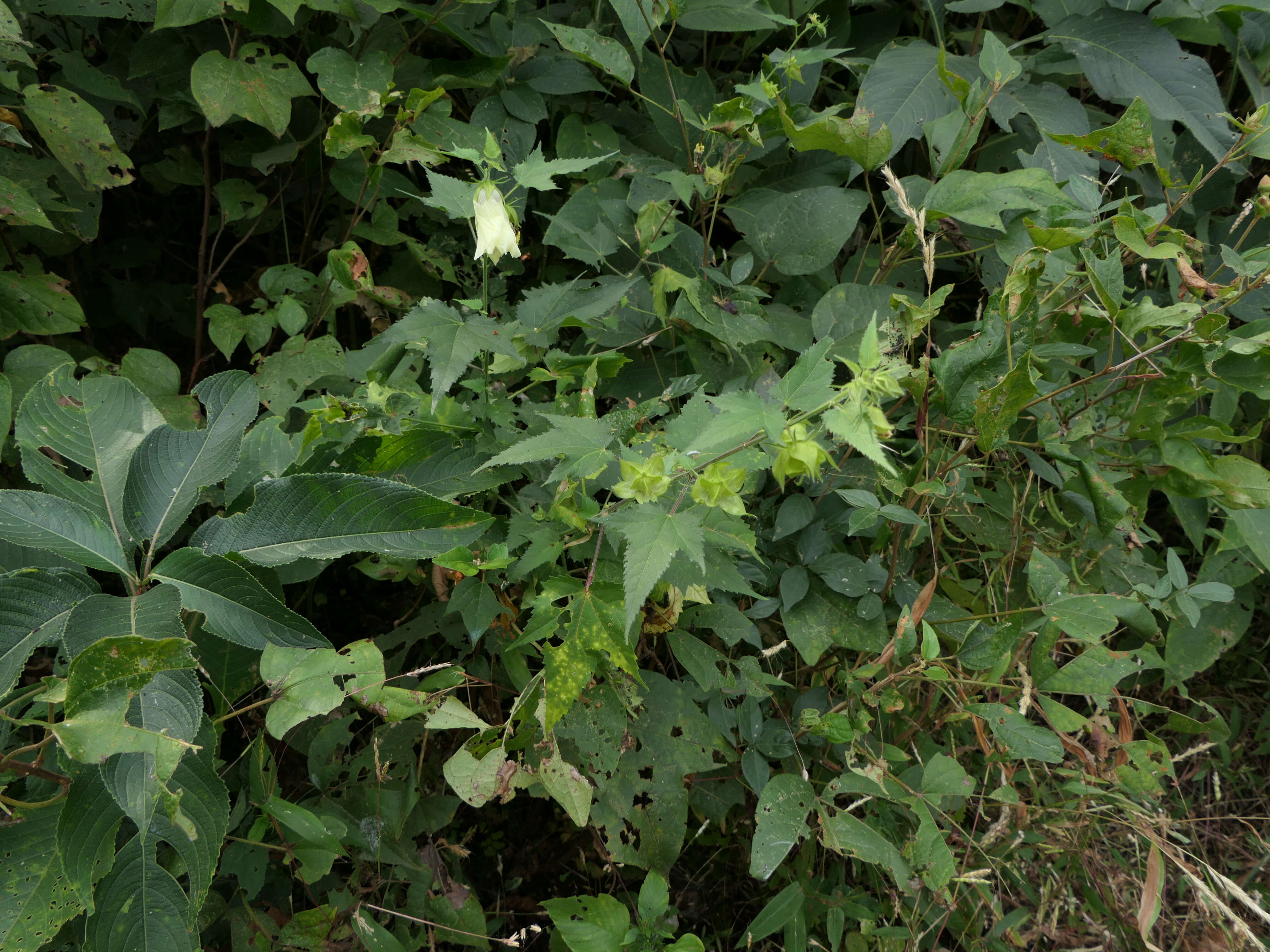 Hibiscus vitifolius L.的圖片