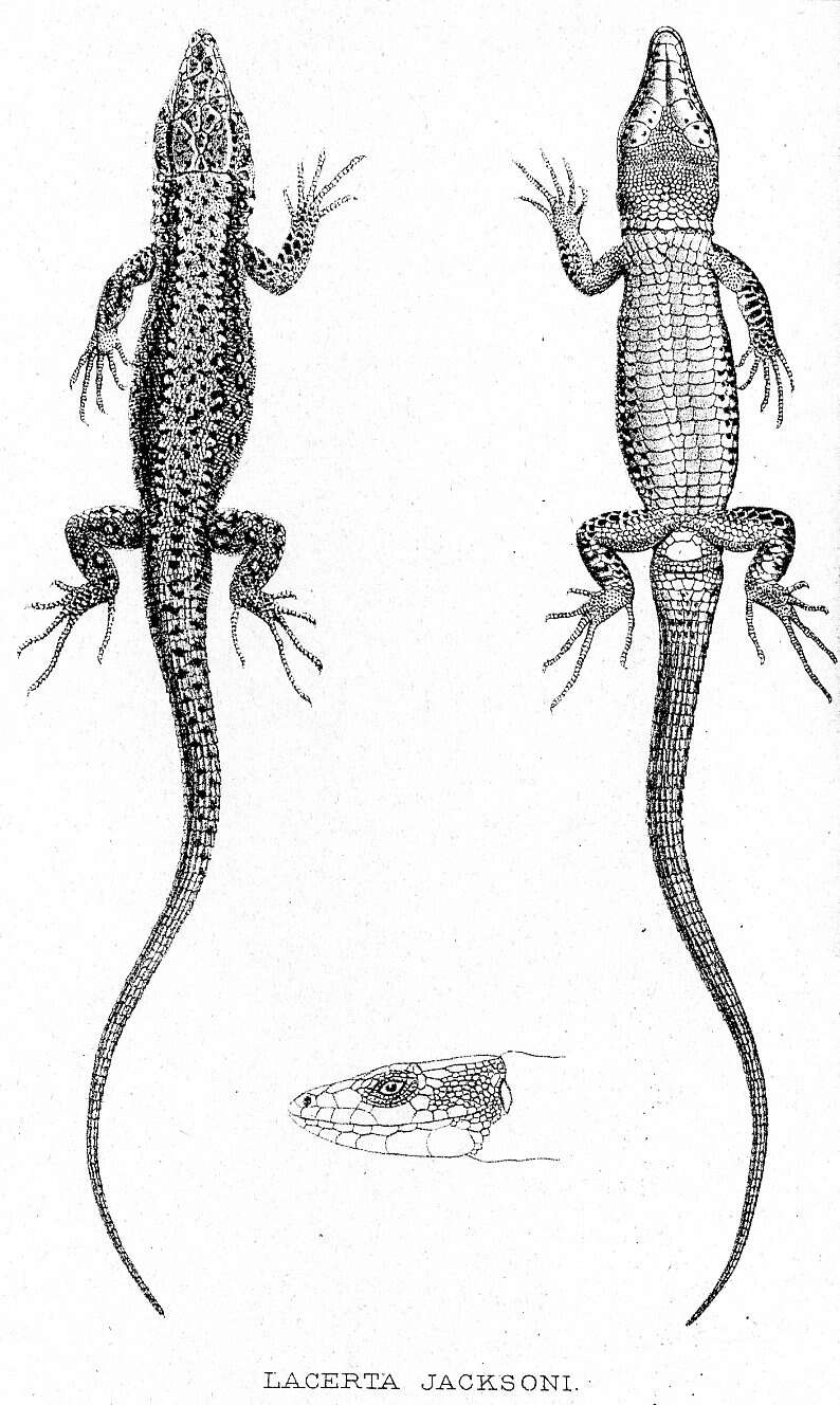 Image of Jackson’s Forest Lizard