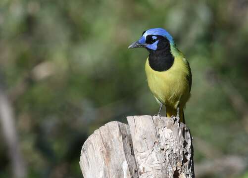 Image of Green Jay