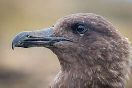 Image of Brown Skua