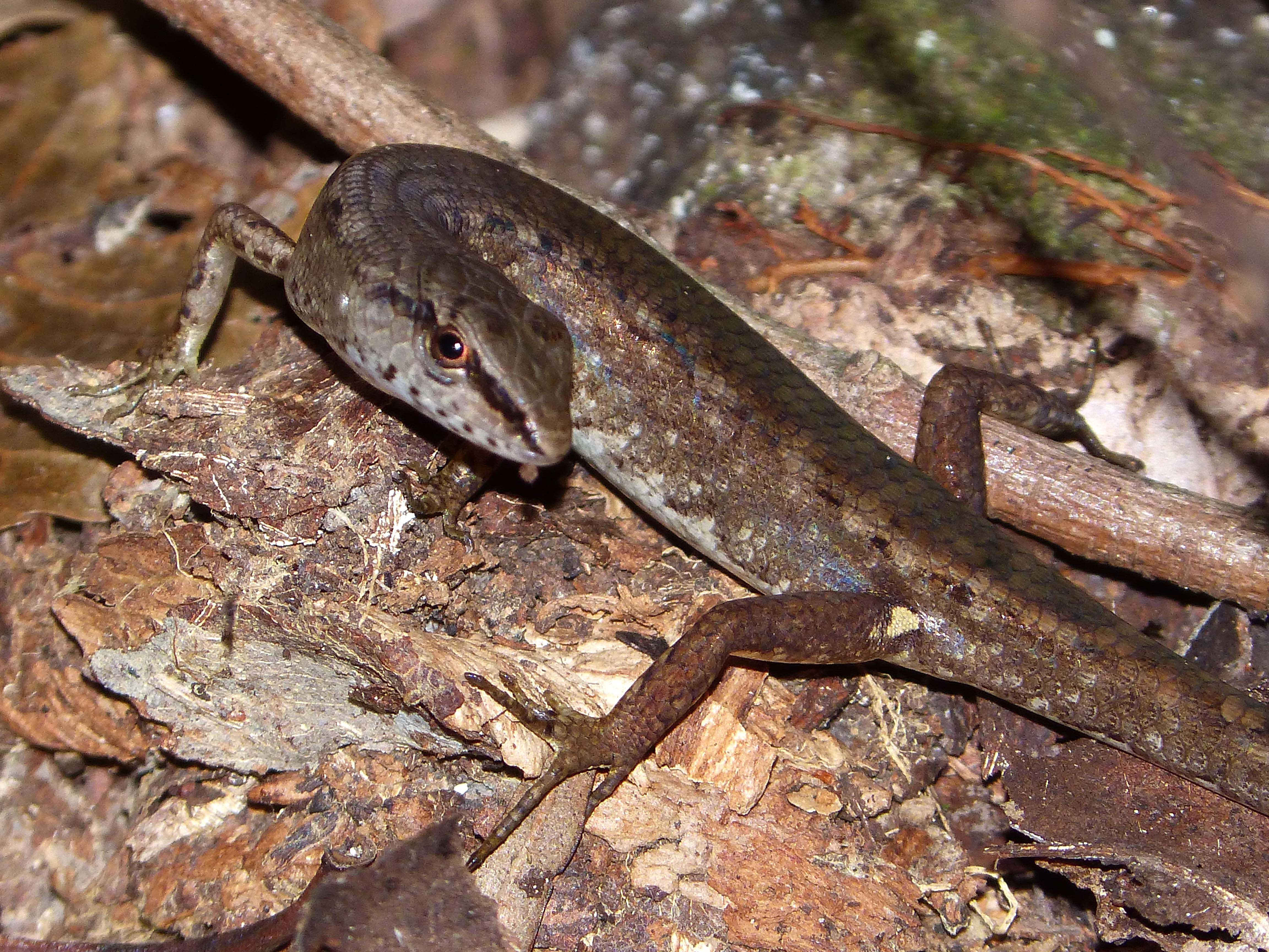 Image of Border Ranges Shadeskink