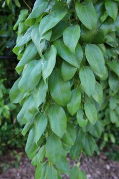 Image of Pachygone ovata (Poir.) J. D. Hook. & Thompson