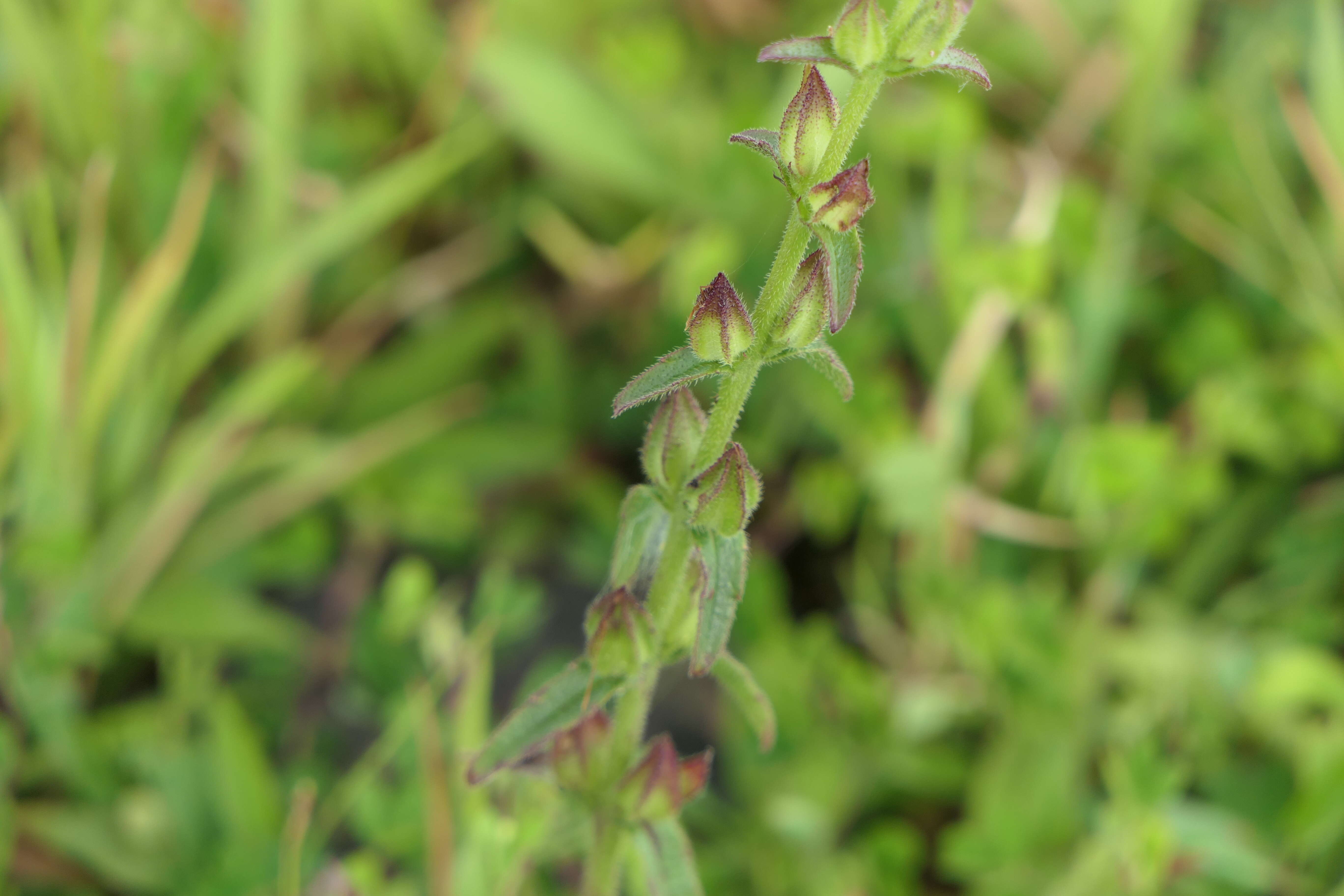 Image of Centranthera indica (L.) Gamble