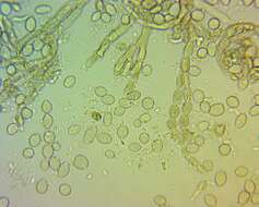 Image of Monilinia fructicola (G. Winter) Honey 1928