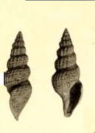 Image of Murex textilis Gabb 1873