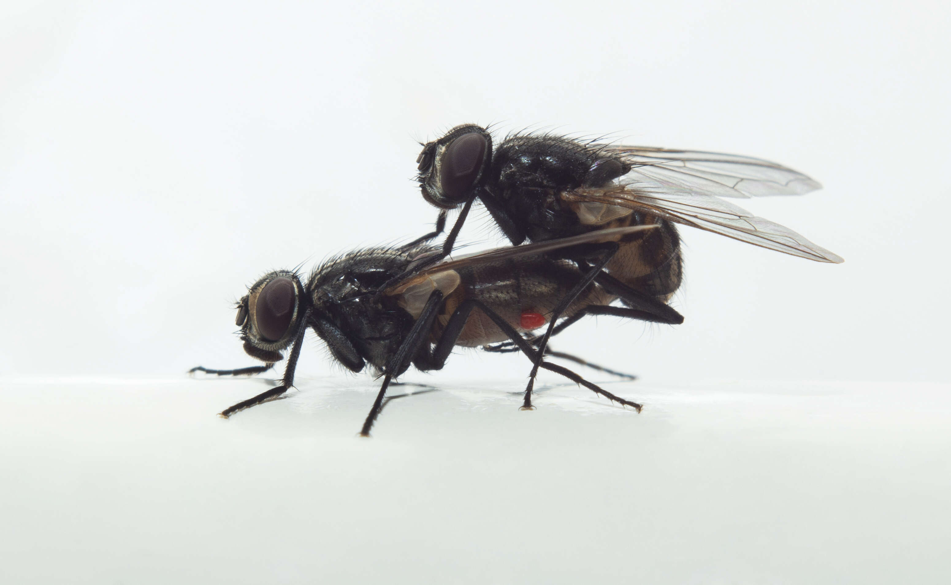 Image of house fly