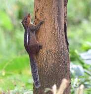 Sivun Funambulus tristriatus (Waterhouse 1837) kuva