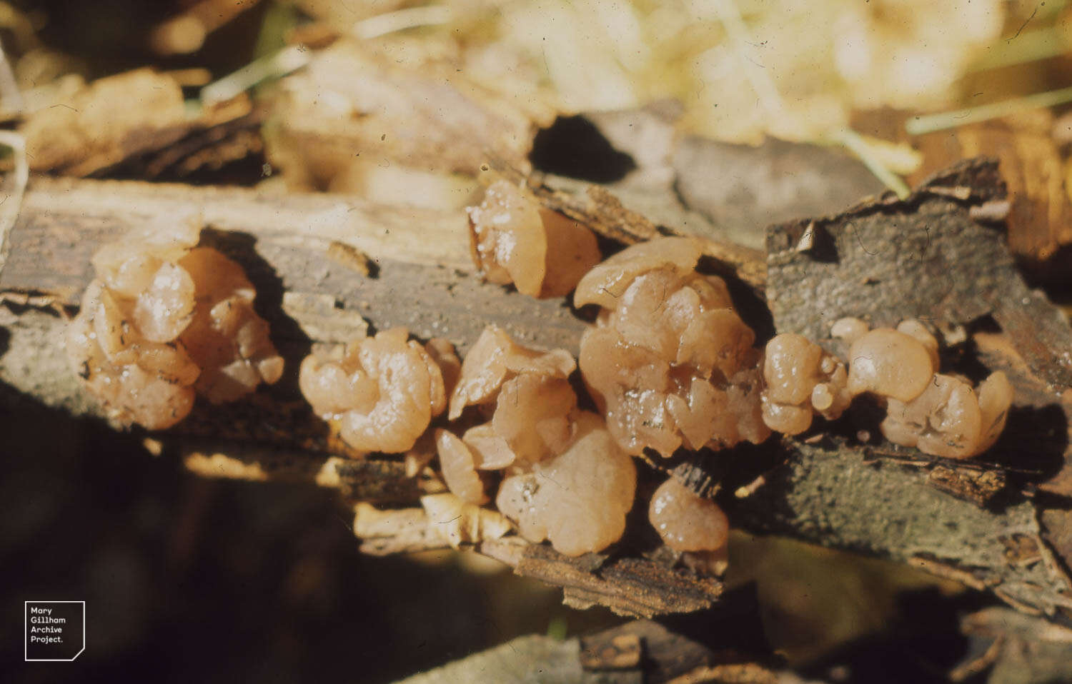 Image of Phaeotremella