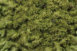 Image of Elegant camouflage lichen