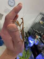 Image of Chinese mantis