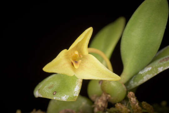 Imagem de Bulbophyllum oblongum (Lindl.) Rchb. fil.