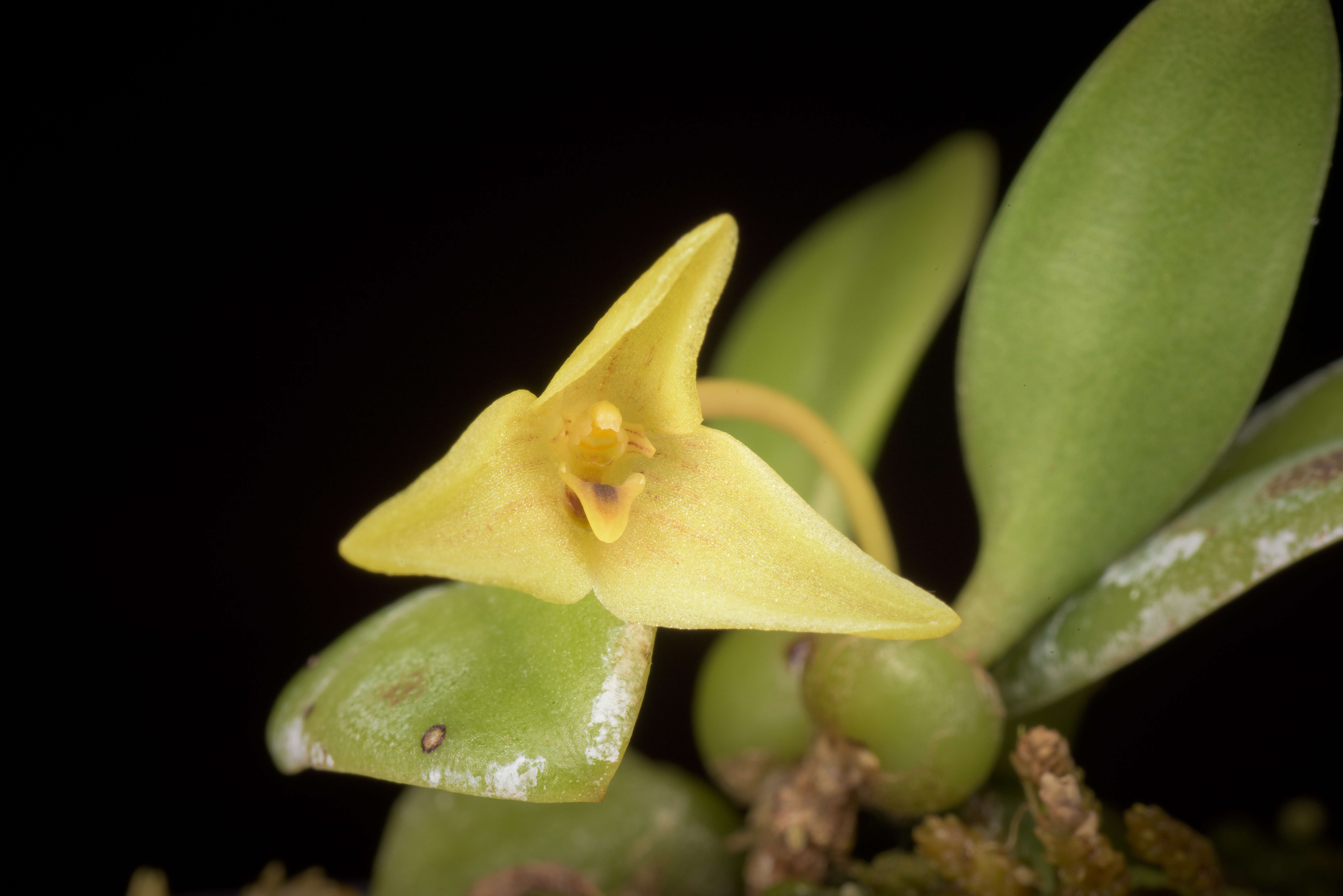 Image of Bulbophyllum oblongum (Lindl.) Rchb. fil.