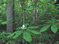 Sivun Magnolia tripetala (L.) L. kuva