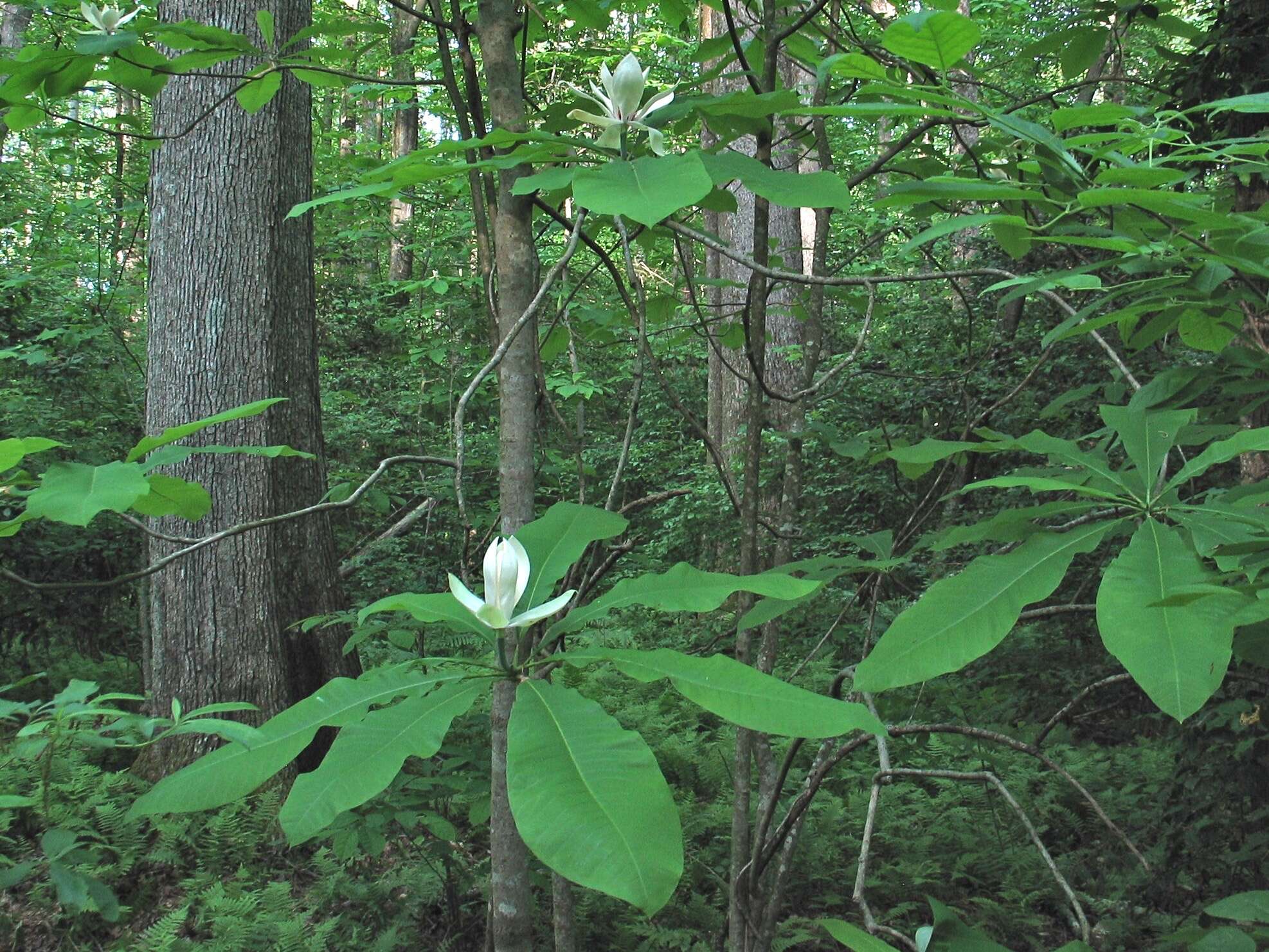 Sivun Magnolia tripetala (L.) L. kuva