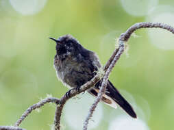 Image of Black-backed Thornbill