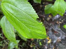 Image of Hawai'i false nettle