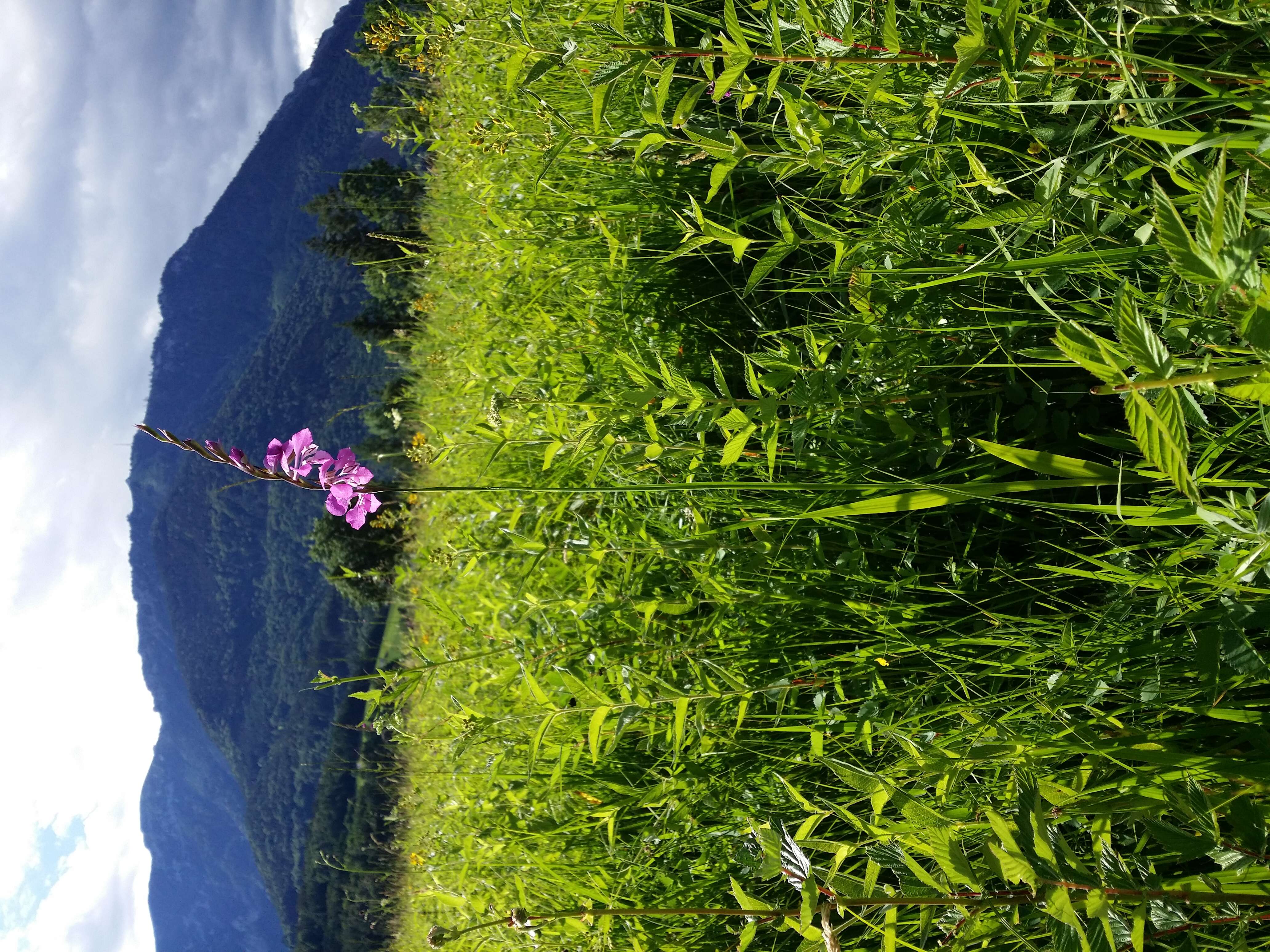 Image of Turkish Marsh Gladiolus