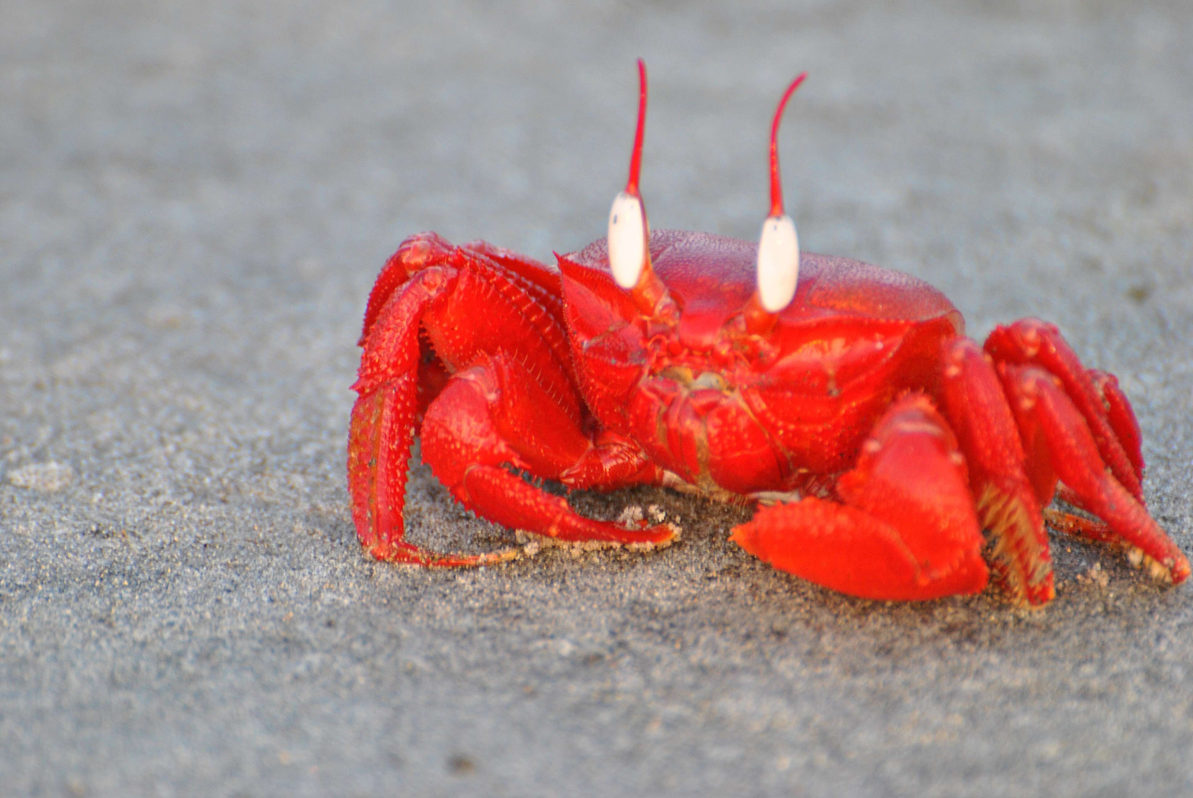 Image of red ghost crab