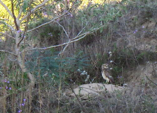 Image of Burrowing Owl