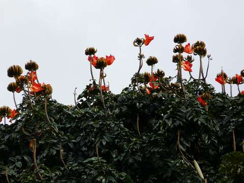 Image of African tulip tree