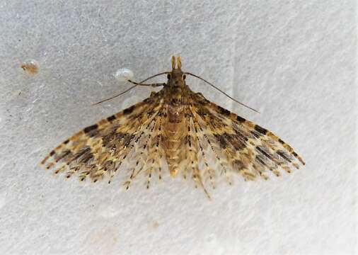 Image of twenty-plume moth