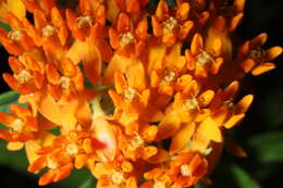 Image of butterfly milkweed