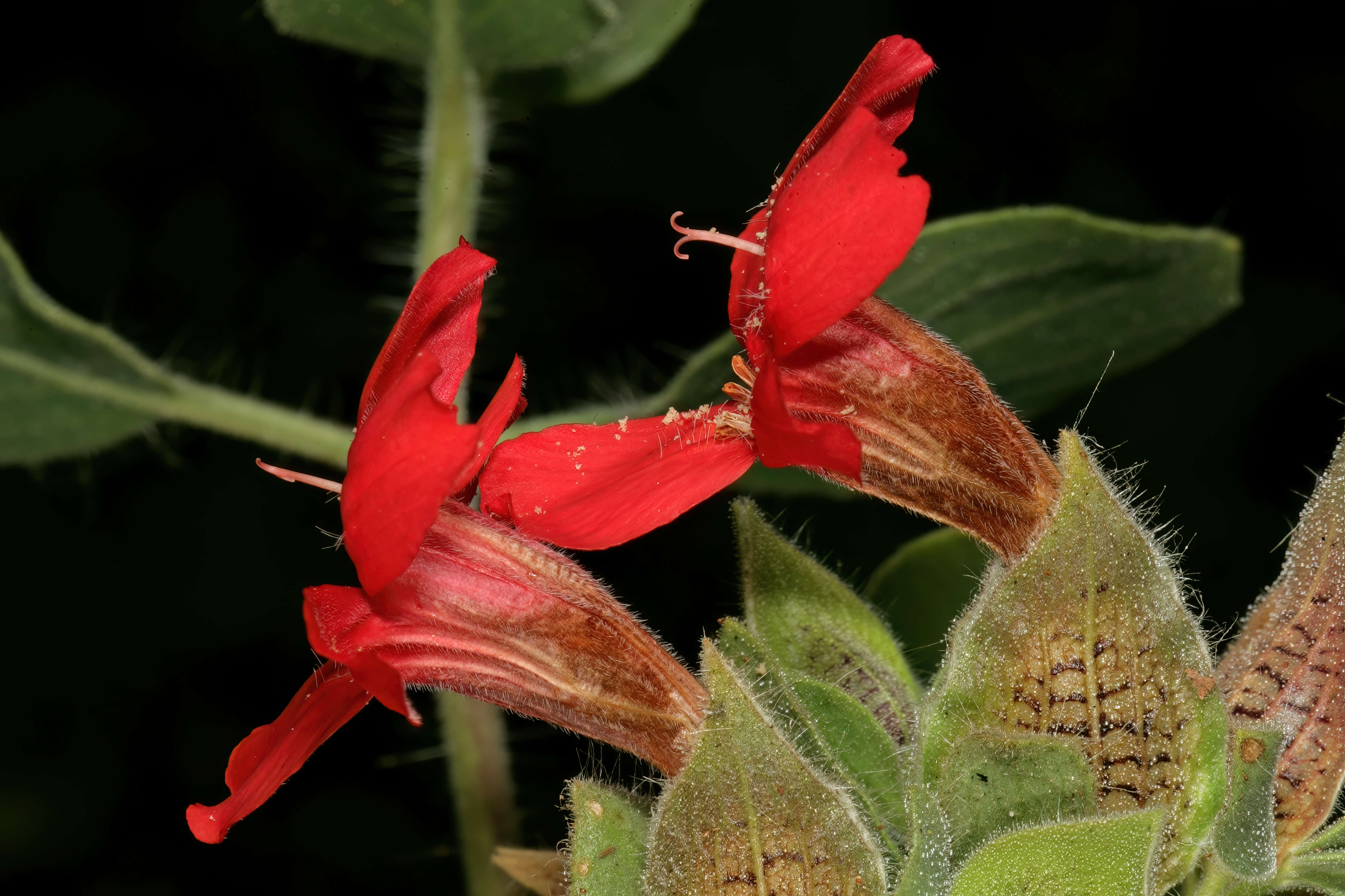 Image of Petalidium coccineum S. Moore