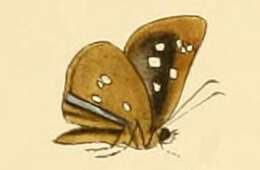 Image of Piruna ceracates Hewitson 1874