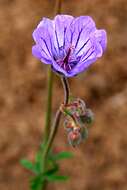 Image of Tuberous Cranesbill