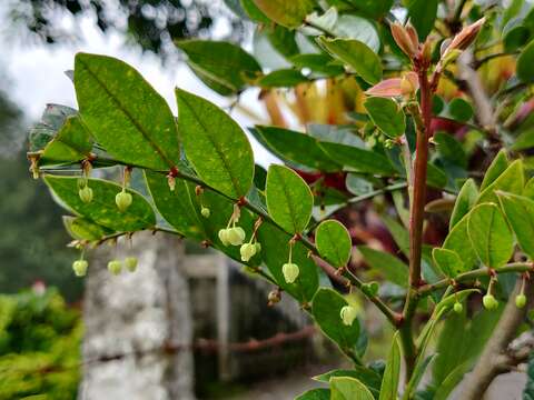 Phyllanthus anamalayanus (Gamble) G. L. Webster的圖片