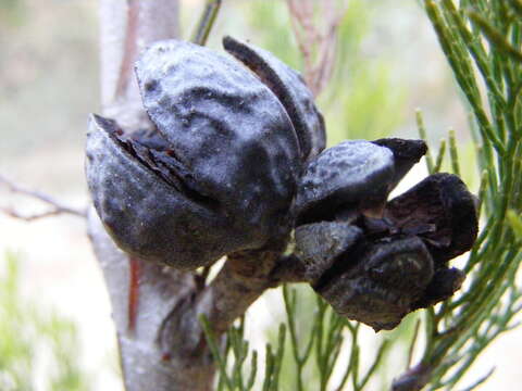 Image of Mallee Pine