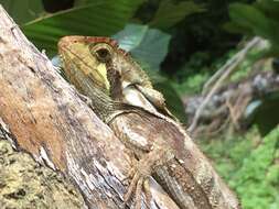 Image of Keeled Helmeted Basilisk