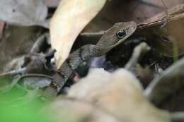 Image de Dendrophidion dendrophis (Schlegel 1837)