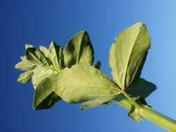 Image of Broad Bean